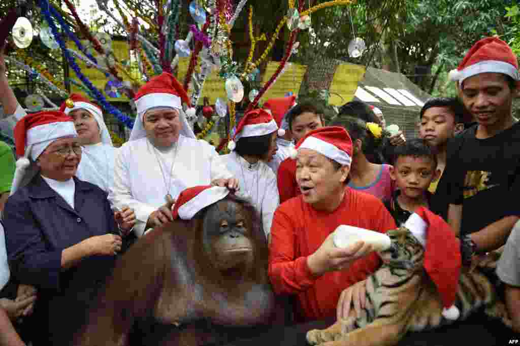 2017年12月21日,菲律宾马尼拉北部的马拉邦市,马拉博动物园,天主教修女给猩猩(oranggutan)戴上圣诞老人的帽子,马拉博动物园的创始人曼尼·唐科给孟加拉虎(Bengal tiger) 喂奶。曼尼·唐科为大约200名孤儿举办“圣诞动物快乐”活动,强调“圣诞节也是动物的节日”。
