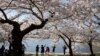 벚꽃이 핀 미국 수도 워싱턴 D.C. (자료사진)