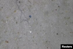 Mikroplastik yang ditemukan dalam sampel inti es yang diambil oleh Proyek Northwest Passage pimpinan AS ditampilkan dalam layar. Proyek tersebut berlangsung selama 18 hari pada Juli dan Agustus 2019. (Foto: Reuters)