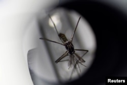 Nyamuk aedes aegypti tampak di bawah mikroskop di fasiitas milik Badan Lingkungan Hidup Singapura, 19 Agustus 2020. (Foto: Reuters)