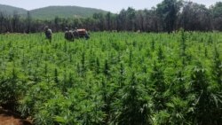 ខណៈ​សេដ្ឋកិច្ច​ធ្លាក់​ចុះ កសិករ​នៅ​លីបង់​ងាក​ទៅ​ដាំ​កញ្ឆា