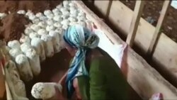 ኣብ ሕርሻ ማሽሩም ተዋፊራ ትርከብ መንእሰይ ተመክሮኣ ተኻፍል