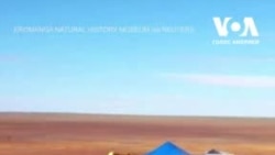 В Австралії вчені класифікували новий вид динозаврів. Відео