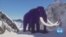 US Scientists Aim to Bring the Woolly Mammoth Back to Life