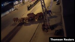 Elephants walk along a road in Eshan, Yunan, China, May 27, 2021, in this image taken from video obtained from social media. (Eshan County Fang Yuan Car Care Center/ via Reuters)
