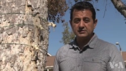 科学家用3D打印设备捕捉研究破坏树木的甲虫