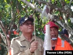 T. Samsuri, Wakil Bupati Poso, mengikuti arahan petugas Brigade Perlindungan Perkebunan Dinas Perkebunan dan Peternakan Sulawesi Tengah saat melakukan sarungisasi bakal buah Kakao dalam kegiatan Pencanangan Gerakan Pengendalian OPT Kakao di desa Lape, Kecamatan Poso Pesisir Kabupaten Poso, Sulawesi Tengah, 3 Juli 2017. (Foto: Yoanes Litha/VOA)