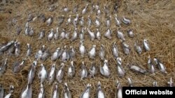 Grlice koje su odstrelili inostrani lovci koji gostuju u Srbiji (foto: Tim za borbu protiv krivolova Društva za zaštitu i proučavanje ptica Srbije, http://pticesrbije.rs)