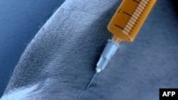 Chính phủ cho rằng biện pháp tiêm thuốc độc ít gây đau đớn cho phạm nhân cũng như giảm áp lực tâm lý đối với đội ngũ thi hành án