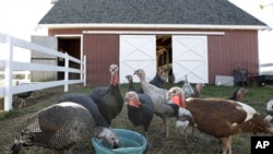 Kalkun-kalkun jenis Narragansett, Bourbon Red, Chocolate, Standard Bronze, dan Black Spanish Heritage ini biasa ditemukan di peternakan-peternakan zaman kolonial (Foto: dok). 