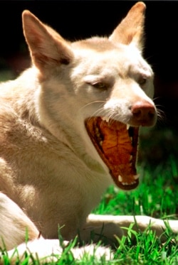 Seekor Dingo Australia menguap sambil berbaring di bawah sinar matahari di Kebun Binatang Taronga Sydney, 13 Desember 1995. (Foto: REUTERS/David Grey)