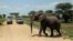 FILE - An elephant crosses a road made for Safari vehicles as tourists take photos in Tarangire National Park on the outskirts of Arusha, northern Tanzania, Jan. 16, 2015.