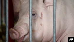 美国爱奥华州猪