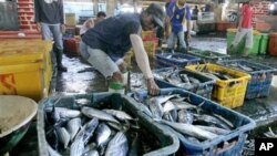 File - Workers sort fish at a fishing port in North Jakarta, Indonesia.