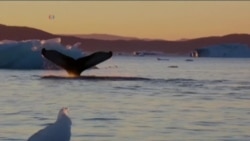 北极冰川消融 居民五味杂陈