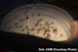 Nyamuk ber-Wolbachia di insektarium Pusat Kedokteran Tropis, FKKMK UGM (dok. UGM)