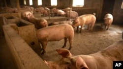 FILE - In this May 8, 2019, photo, pigs stand in a barn at a pig farm in Panggezhuang village in northern China's Hebei province. 