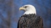 American bald eagles are having a moment, ecologically, culturally