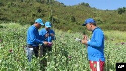 2024년 12월 12일 유엔마약범죄사무소(UNODC)가 공개한 이 날짜 미상의 사진은 미얀마 샨주의 아편 밭에서 아편을 수집하고 있는 모습.