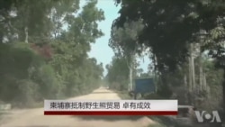 柬埔寨抵制野生熊贸易 卓有成效