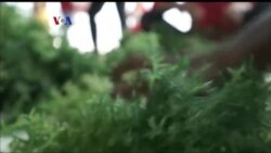 Rumput Laut Bisa Atasi Masalah Sampah Plastik