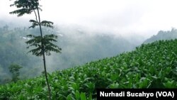Ladang tembakau di lereng Gunung Sumbing, Jawa Tengah.(Foto: Nurhadi Sucahyo/VOA)