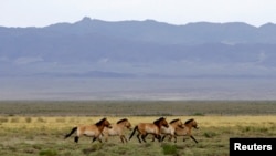 资料照：2017年6月22日，蒙古西南部，一群濒临灭绝的普氏马小跑着穿过塔钦塔尔国家公园，这里是大戈壁B严格保护区的一部分。
