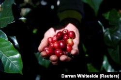 Seorang pekerja memanen buah kopi arabika di sebuah perkebunan dekat Pangalengan, Jawa Barat. (Foto: Reuters/Darren Whiteside)
