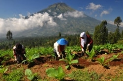 Petani membersihkan rumput di sela-sela pohon tembakau di lereng Gunung Sindoro Temanggung, 5 Juni 2017. (Foto: Antara/Anis Efizudin via REUTERS)