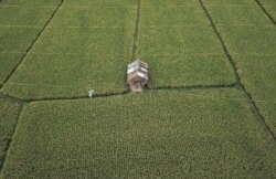 Pandangan udara yang menggambarkan sawah di Desa Gegutu di Mataram, Pulau Lombok, Indonesia, 21 Oktober 2018, sebagai ilustrasi. (Foto: Antara/Ahmad Subaidi via Reuters)