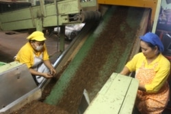 Pekerja Pengolahan tembakau Koperasi Kareb Bojonegoro mengawasi proses perajangan dan pengepakan tembakau untuk industri rokok. (Foto: VOA/Petrus Riski)