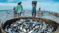 Seorang pekerja membawa ikan lemuru saat berjalan-jalan di Pantai Kelan di Badung, Bali pada 12 Desember 2014. Kondisi cuaca yang tidak stabil dan ombak yang tinggi di Selat Bali membuat nelayan kesulitan untuk menangkap ikan. (Foto: Antara via Reuters)