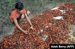 Asnimawati, gadis 13 tahun, bekerja di perkebunan kelapa sawit di Pelalawan, Provinsi Riau. (Foto: AFP/Adek Berry)