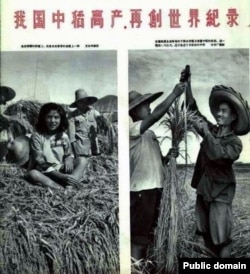 中国1958年大跃进期间的报刊照片显示人坐在密植的稻子上和测量稻株的长度。当时各地竞相伪造粮食高产，种下大饥荒恶果。