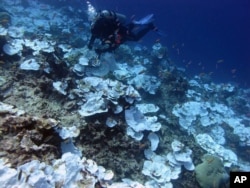 Terumbu karang di sekitar Pulau Jarvis, bagian dari Monumen Nasional Bahari AS yang terpencil di kawasan Pasifik AS, Mei 2016. (Foto courtesy: NOAA)
