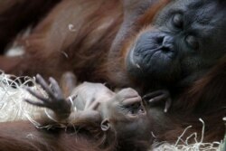 Orangutan khas Kalimantan (bornean orangutan/Pongo pygmaeus) Theodora dan bayinya yang baru lahir, Java, di kebun binatang Jardin des Plantes, Paris, Perancis, 2 Oktober 2018. (Foto: dok).