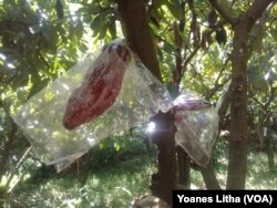 Bakal Buah Kakao yang telah dibungkus dengan plastik sebagai bagian kegiatan Pencanangan Gerakan Pengendalian OPT Kakao di desa Lape, Poso Pesisir, Kabupaten Poso, 3 Juli 2018. Metode membungkus bakal buah kakao ini dinilai paling efektif mencegah serangan hama PBK dan menjamin tingkat keberhasilan minimum 90 persen dari setiap 100 bakal buah Kakao. (Foto: Yoanes Litha/VOA)