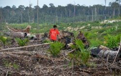 Sebuah survei lapangan Greenpeace di Kabupaten Kapuas, Kalimantan Tengah. (Foto: AFP/Bay Ismoyo)