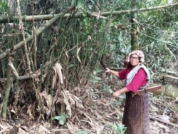 Mardiana di sekitar tanaman rotan (foto: courtesy).
