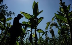 Seorang petani memanen daun tembakau di Temanggung, Jawa Tengah, 22 Agustus 2020. (Foto: Arya Manggala/AFP)
