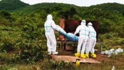 រូបឯកសារ៖ ភ្នាក់ងារសុខាភិបាលចាត់ចែងបូជាសាកសពអ្នកជំងឺកូវីដ១៩ម្នាក់នៅស្រុកកំពង់ត្រាច ខេត្តកំពត កាល​ពី​ខែមិថុនា ឆ្នាំ២០២១។ (រូបថត៖ ហ្វេសប៊ុក​ស្នងការដ្ឋាននគរបាលខេត្តកំពត)