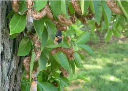 Cicada menanggalkan kepompongnya (foto: Made Yoni/VOA).
