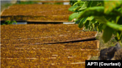 Tembakau potong dalam proses pengeringan mengandalkan panas matahari. (Foto: Courtesy/APTI)
