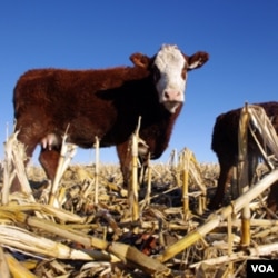 Sebuah peternakan sapi dekat Jerome, negara bagian Idaho, AS.