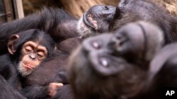 Ilmuwan menyebut bahwa HIV berasal dari sejenis Simpanse di Afrika.