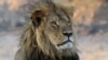 Southern African countries in bid to fight UK anti-hunting bill
