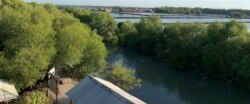 Kawasan hutan mangrove di Pantai Karangsong, Indramayu, Jawa Barat. (Courtesy : Eva Mazrieva/VOA)