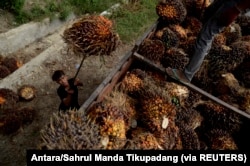 Seorang pekerja memuat buah sawit di perkebunan kelapa sawit di Kabupaten Mamuju Utara, Provinsi Sulawesi Barat. (Foto: Antara/Sahrul Manda Tikupadang via REUTERS)