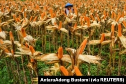 Seorang petani berdiri di ladang jagung di Ciamis, Jawa Barat, 10 Juli 2020. (Foto: AntaraAdeng Bustomi via REUTERS)