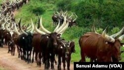 Shanun Fulani Makiyaya